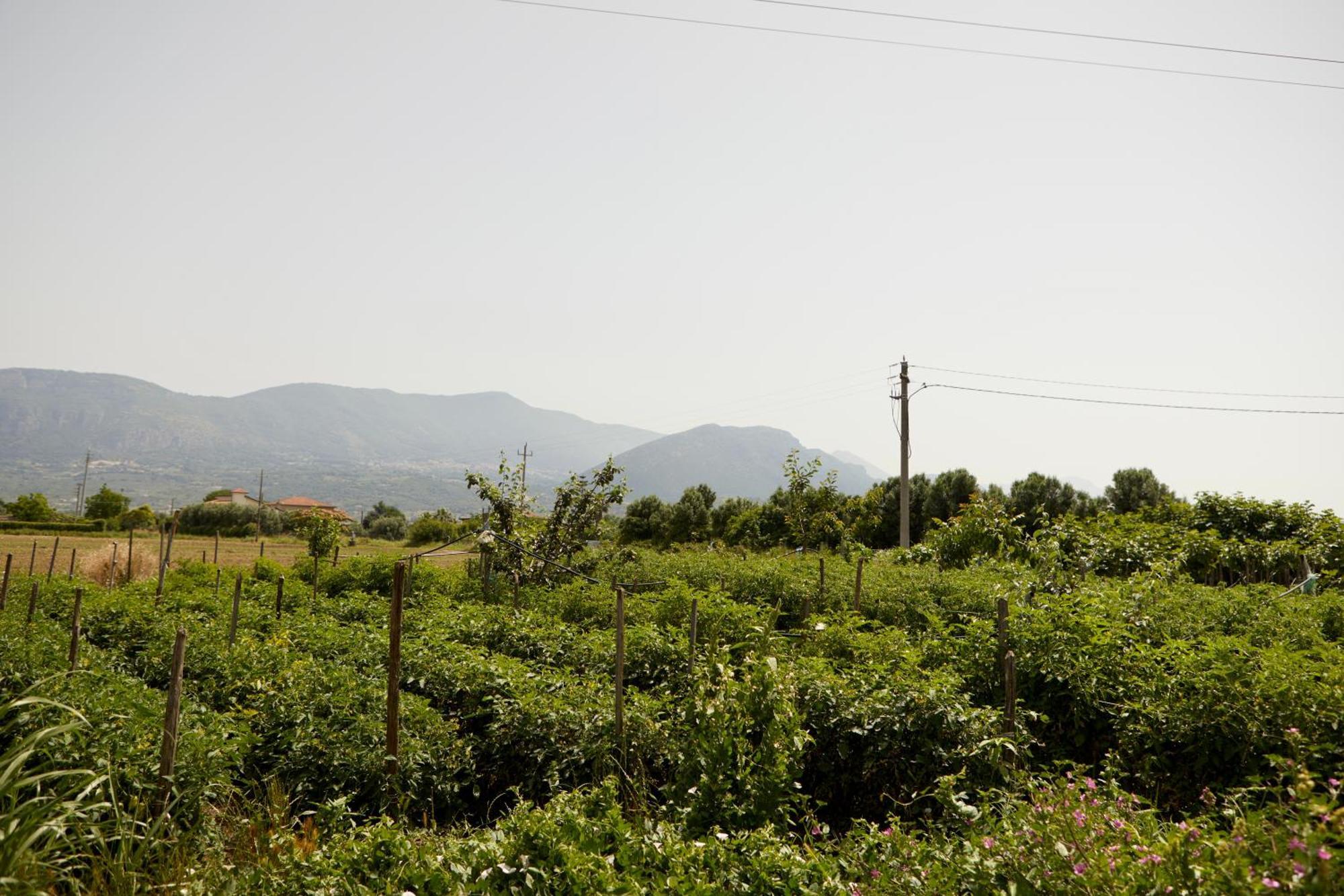 Villa Il Vecchio Frantoio Stella Cilento Exterior foto